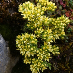 Sedum oreades